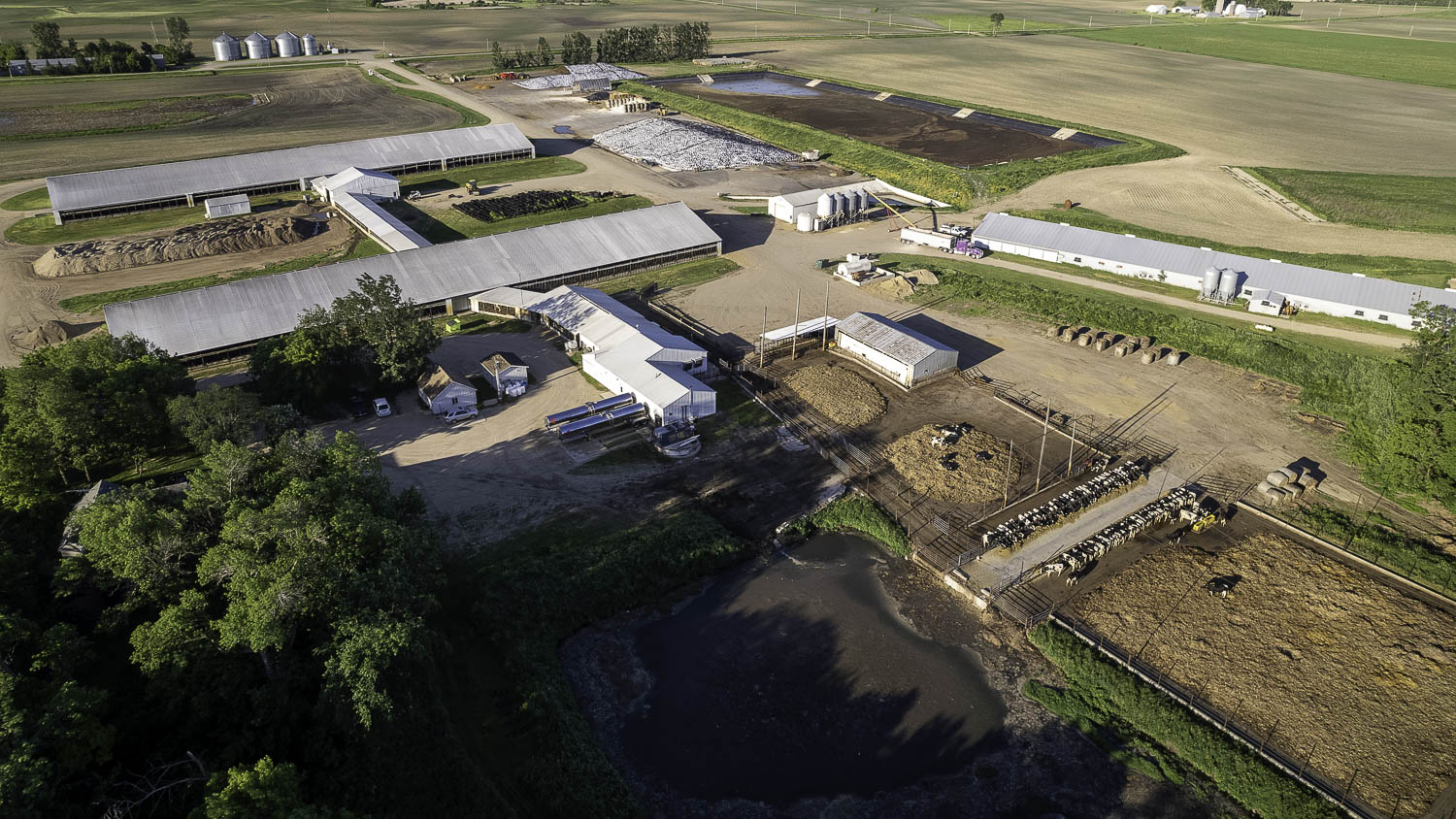 Westland Dairy